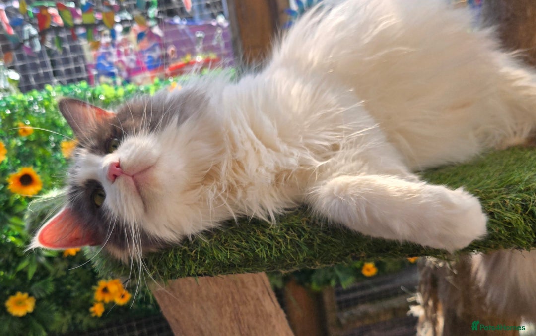 Maine Coon cats for sale: Blue Tortie Smoke with white female - Image 6
