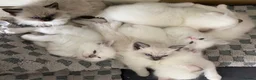 Ragdoll cats for sale: 3 LEFT!!! TICA REGISTERED RAGDOLL KITTENS  - Advert 20