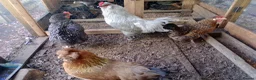 Chickens poultry for sale:  Fertile Hatching Eggs: Blue, Cyan, Green, Olive - Advert 5