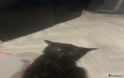 Mixed Breed cats for sale: black kittens ready to leave  - Image 4