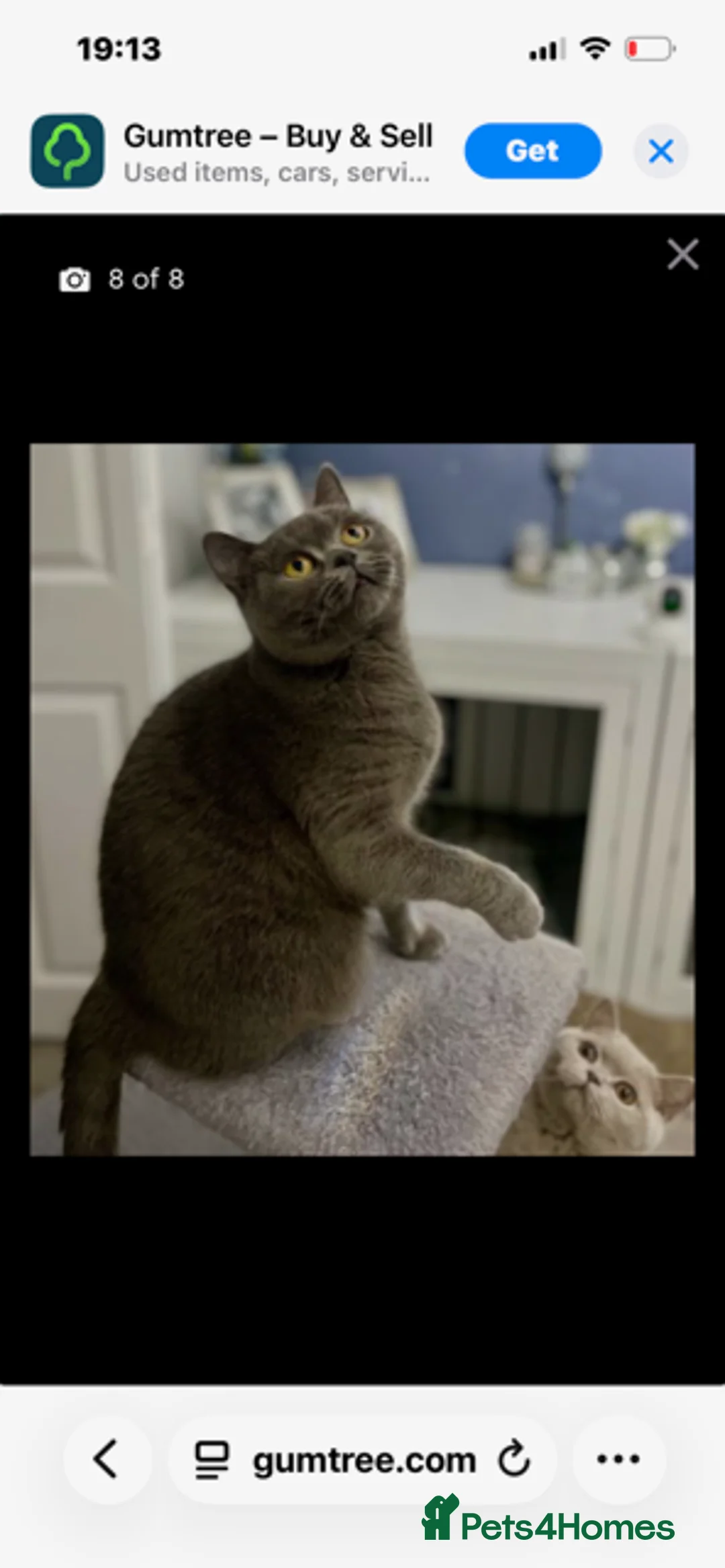 British Shorthair cats for sale: British Short Hair in Wolverhampton - Advert 1