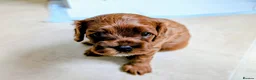Cavapoo dogs for sale: Red Cavapoo boy- Parents DNA,Heart & eyes clear - Advert 2