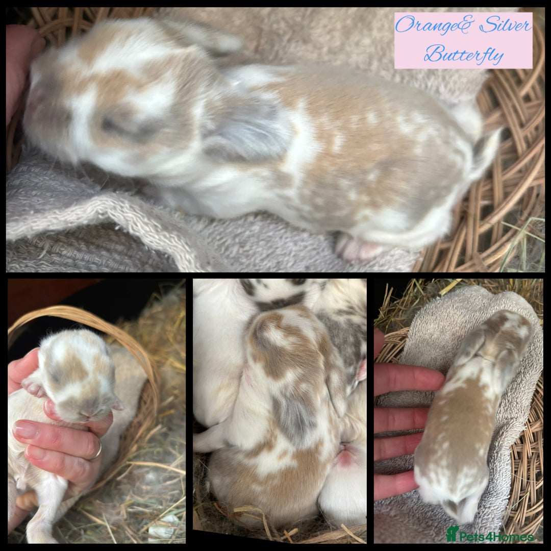 Mini Lop rabbits for sale: Mini Lop Butterfly new born bunnies  - Advert 4