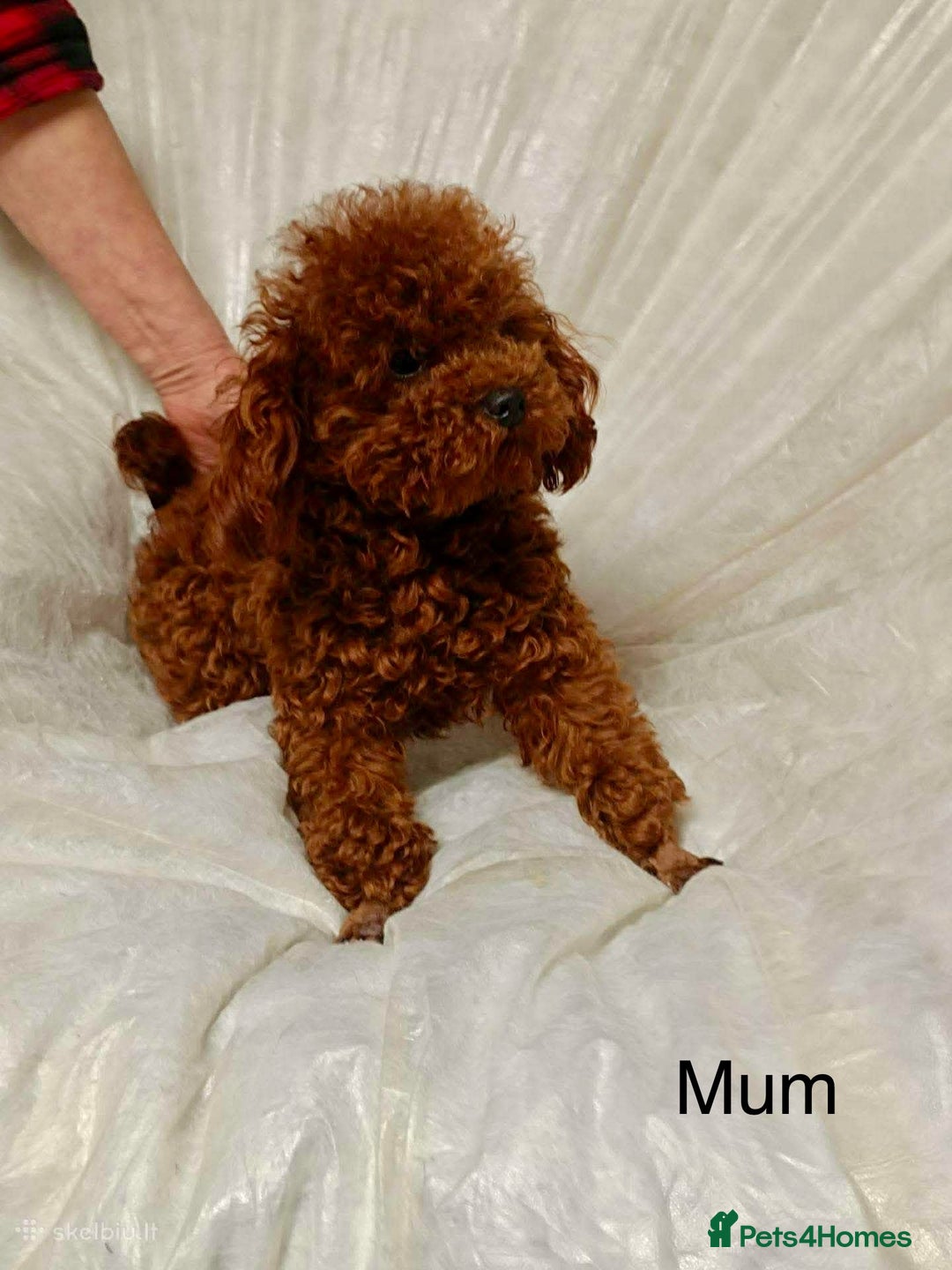 Toy Poodle dogs for sale: Asian Poodle - Advert 5