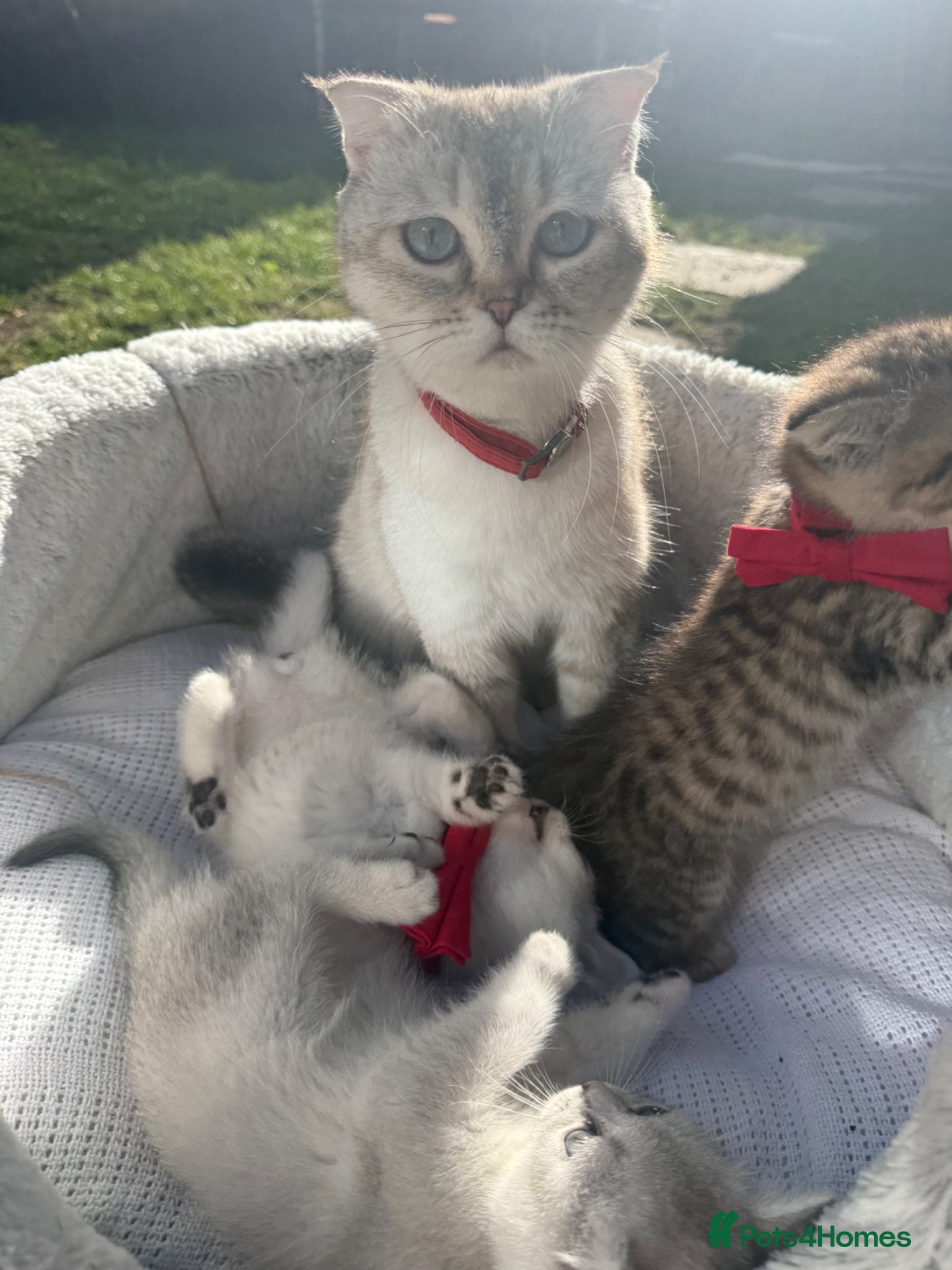 Scottish Fold cats for sale: Scottish Fold - Advert 1