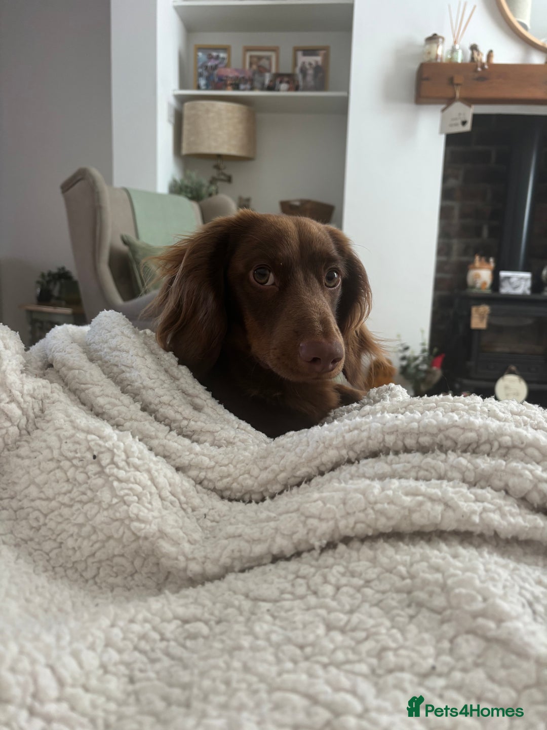 Miniature Dachshund dogs for stud: Long haired miniature dachshund stud - Advert 8