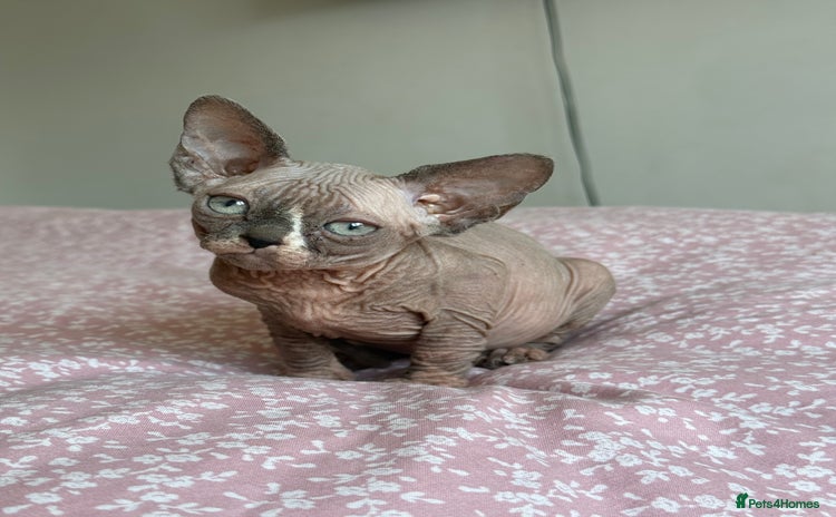Sphynx cats - Advert 6