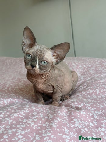 Sphynx cats - Advert 13