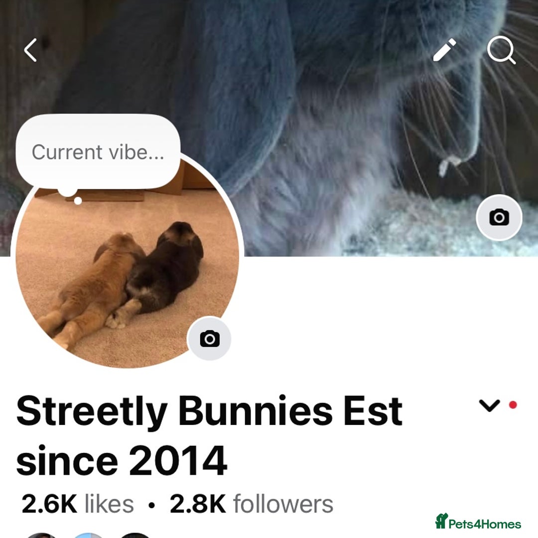 Mini Lop rabbits for sale: Mini lop Buck  - Image 5