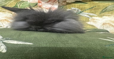 Mini Lion Lop rabbits - Advert 7