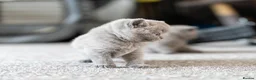 British Shorthair cats for sale: British Shorthair kittens ACTIVE/Non-active - Advert 8