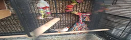 Finches birds for sale: Male finch with full setup in Swindon - Advert 3