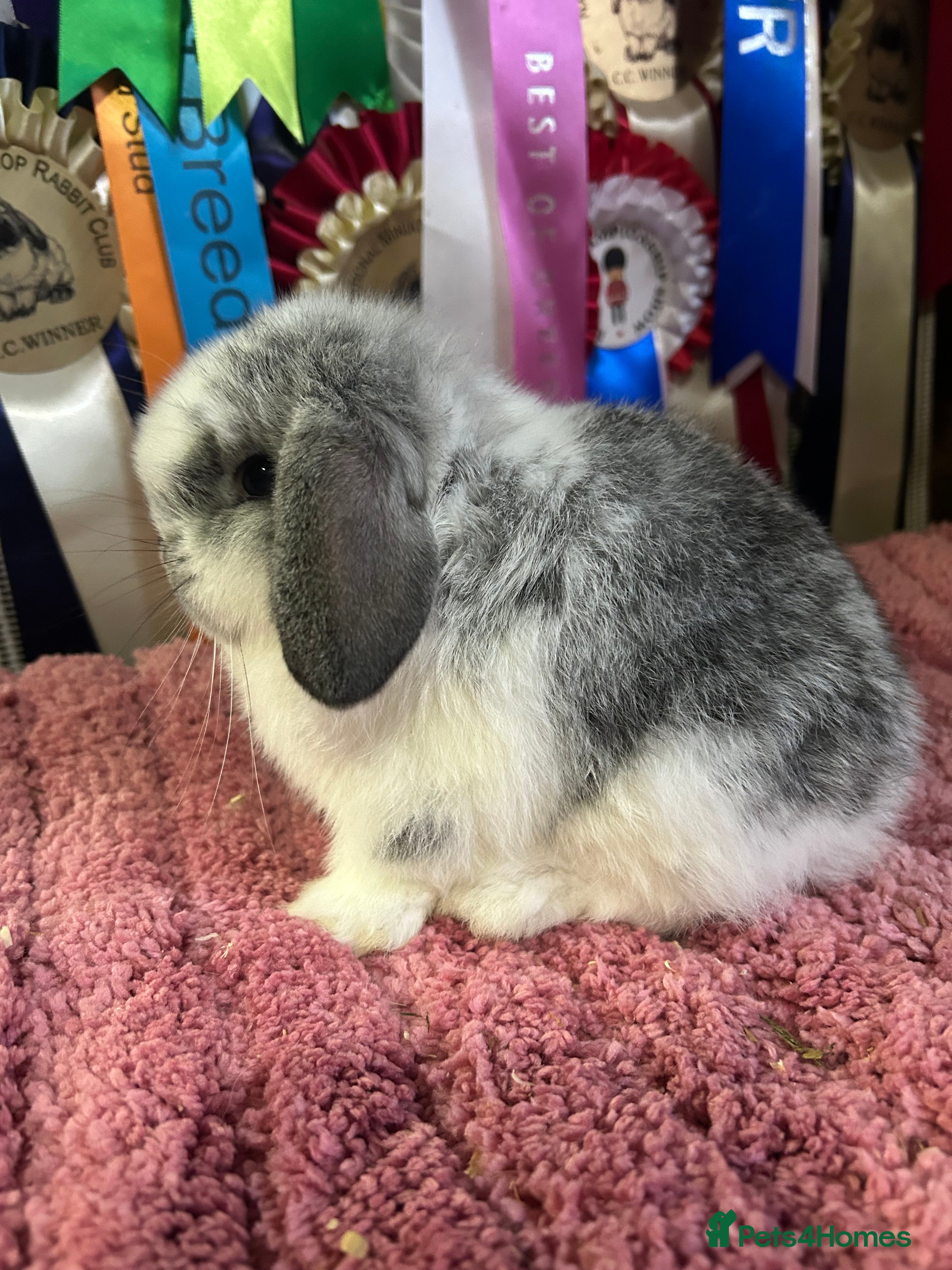 Mini Lop rabbits Purebred show-line Mini lops  - Advert 8