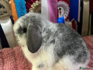 Mini Lop rabbits Purebred show-line Mini lops - Advert 3