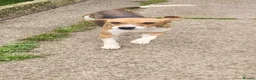 Beagle dogs for sale: Male Beagle. - Advert 1