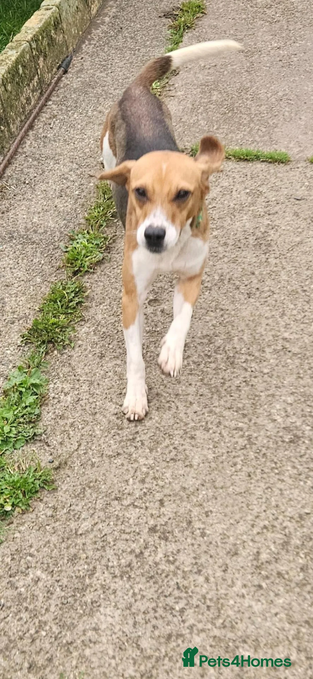 Beagle dogs for sale: Male Beagle. - Advert 1