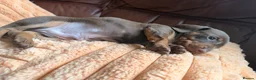 Miniature Dachshund dogs for sale: Miniature Dachshund Puppies - Advert 6
