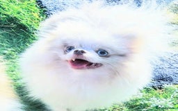 Pomeranian dogs for sale: Outstanding toy size poms - Image 7