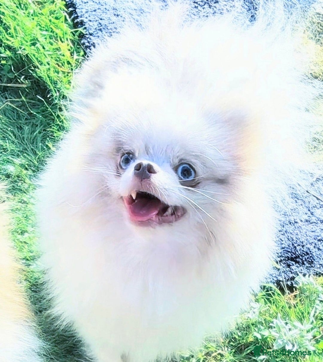 Pomeranian dogs for sale: Outstanding toy size poms - Image 7