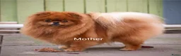 Pomeranian dogs for sale: Incredibly fluffy Pom puppies  - Advert 4