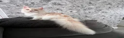 Maine Coon cats for sale: Maine coon  - Advert 2
