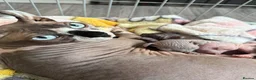 Sphynx cats for sale: Canadian Elf Sphynx  - Advert 1