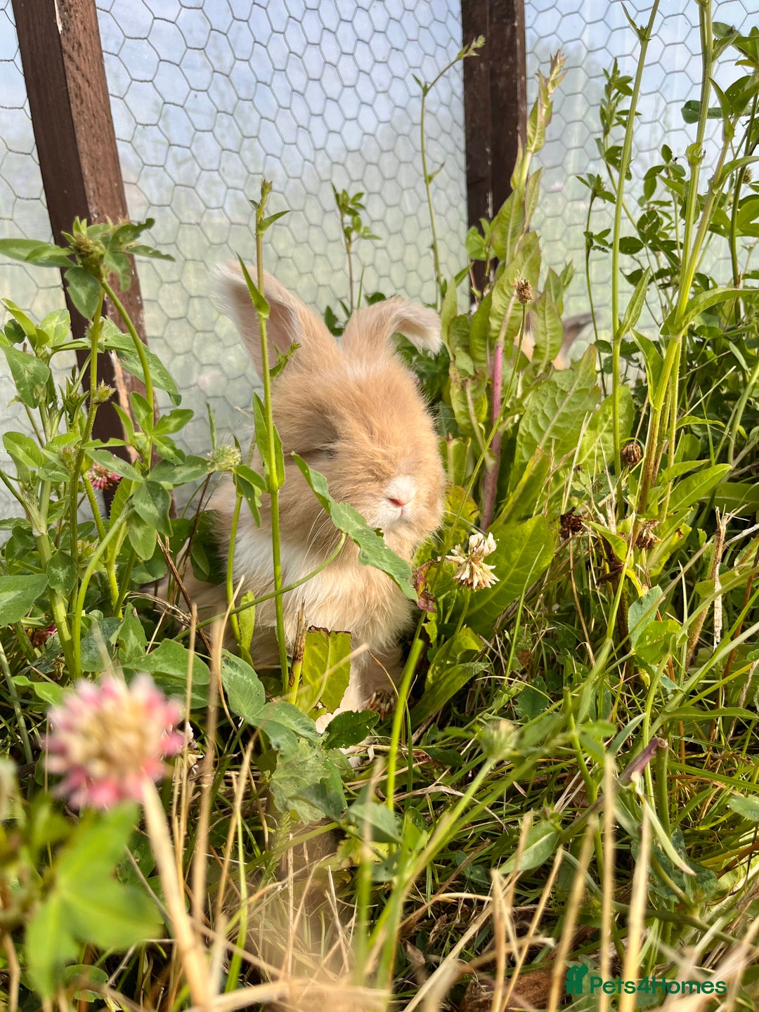 Angora rabbits for sale: Pedigree Full Faced & Maxi Faced English Angoras - Image 25