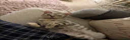 Egyptian Mau cats for sale: Beautiful Egyptian Mau Cat in South Croydon - Advert 3