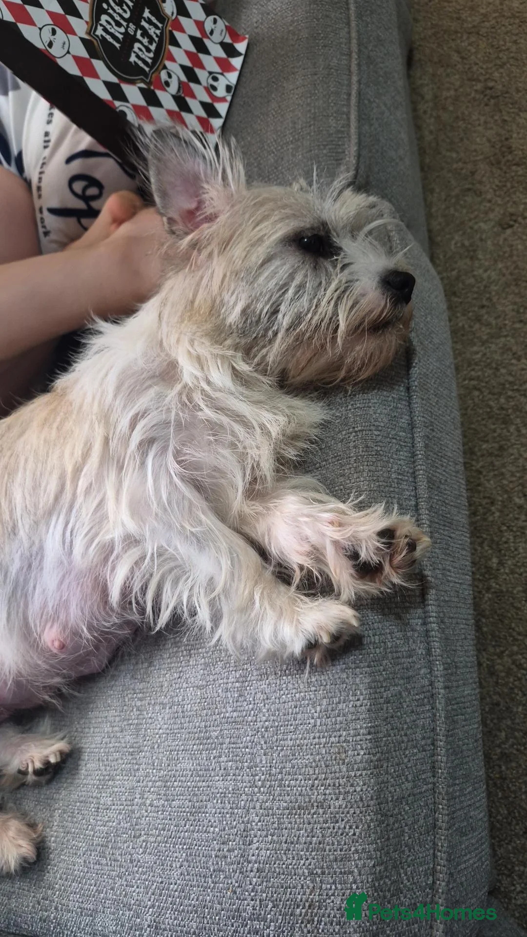 Mixed Breed dogs for sale: Shih tzu x patterdale puppies  - Advert 1