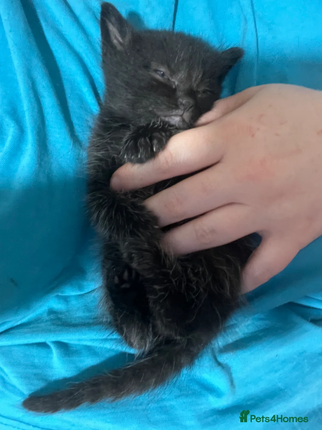 Mixed Breed cats for sale: 2 kittens, black male & tabby female - Advert 16