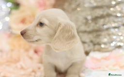 Miniature Dachshund dogs for sale: KC Registered Cream Longhair Puppies - Image 26