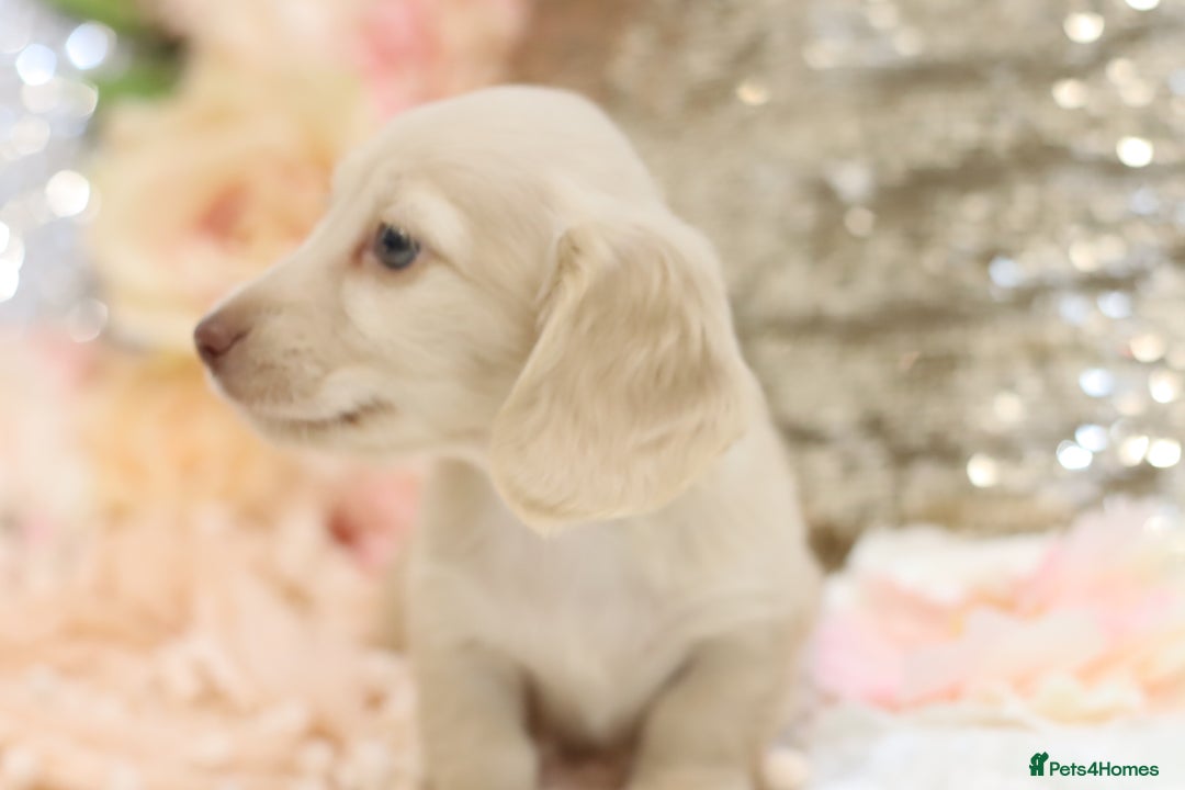 Miniature Dachshund dogs for sale: KC Registered Cream Longhair Puppies - Image 26