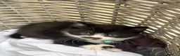 Mixed Breed cats for sale: Last male kitten exotic shorthair  in Warrington - Advert 5