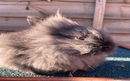 Lionhead rabbits for sale: Two male and two female - Advert 2