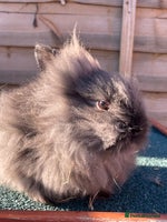 Lionhead rabbits Two male and two female - Advert 12