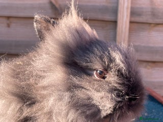 Lionhead rabbits Two male and two female - Advert 12