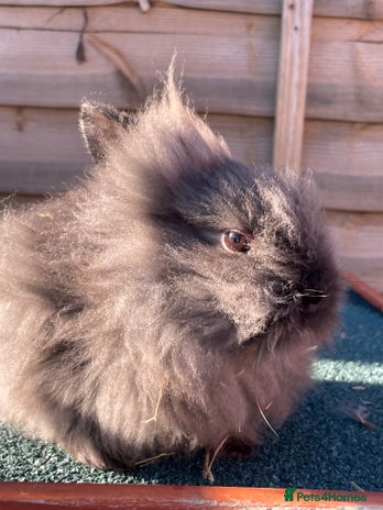 Lionhead rabbits Two male and two female - Advert 6