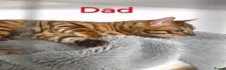 Bengal cats for sale: READY NOW FULL BENGAL KITTENS TICA REGISTERED  in Whitby - Advert 6