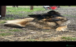 German Shepherd dogs for stud: German Shepherd male - Image 3