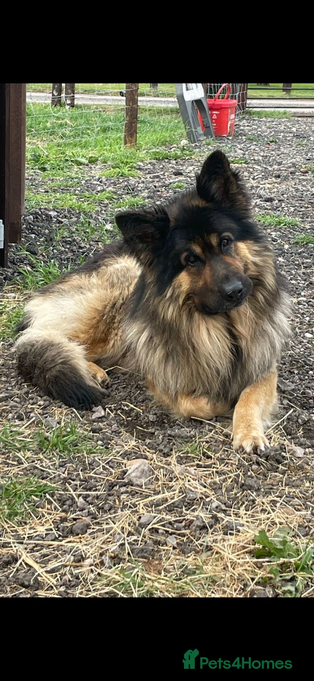 German Shepherd dogs for stud: German Shepherd male - Image 3