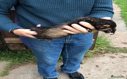 Ferret rodents for sale: For sale  - Image 1