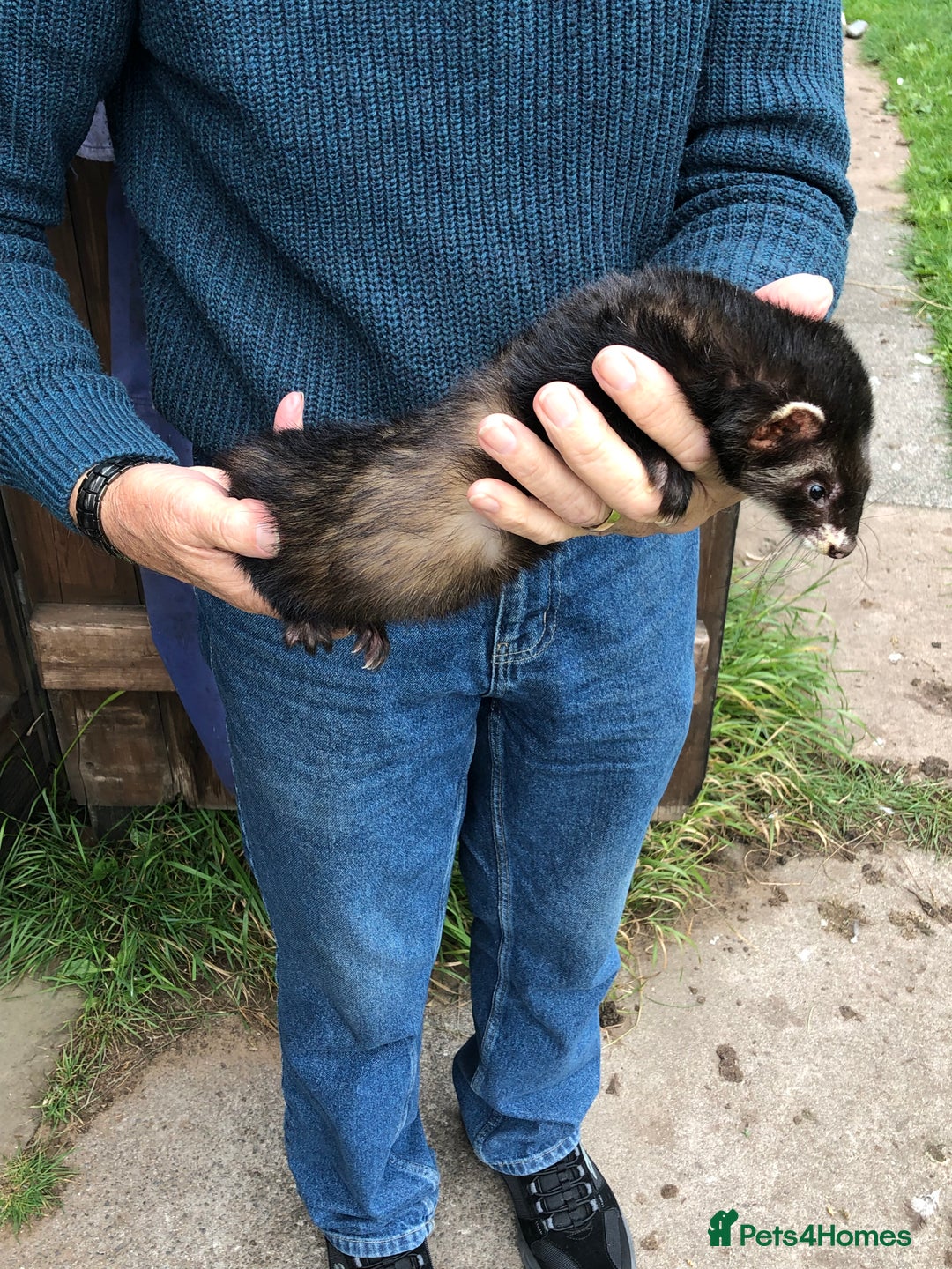 Ferret rodents for sale: For sale  - Image 1