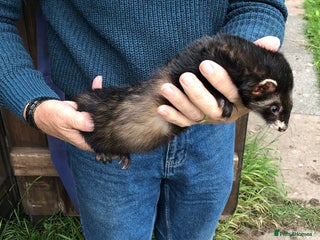 Ferret rodents - Advert 17