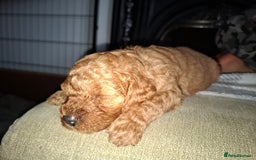 Cavapoo dogs for sale: Amazing Cavapoo's 🐶❤️ - Image 30
