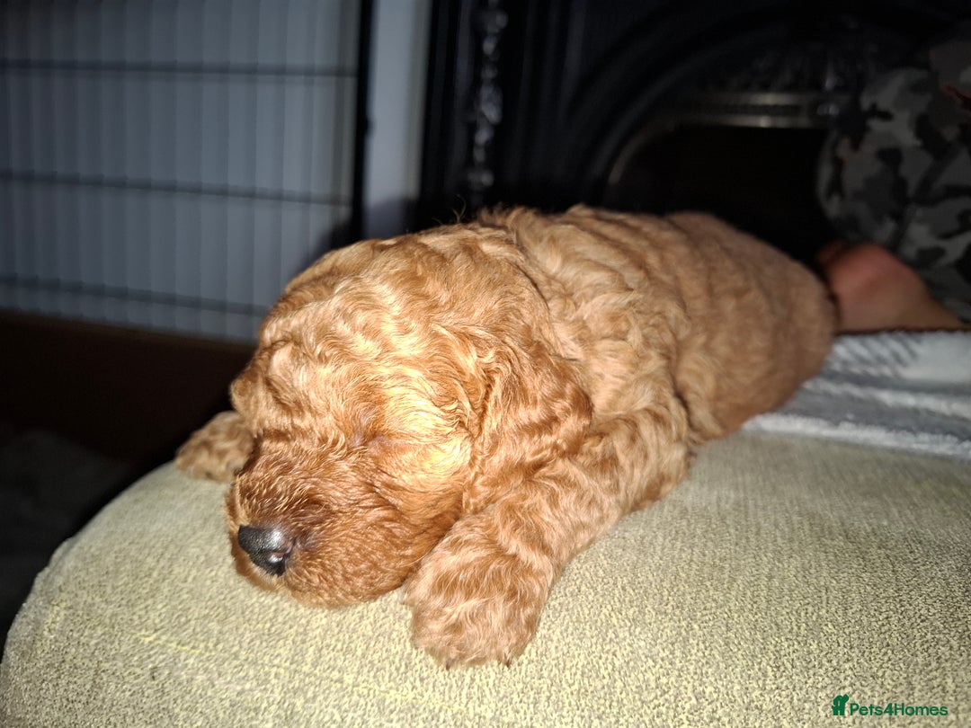 Cavapoo dogs for sale: Amazing Cavapoo's 🐶❤️ - Image 30