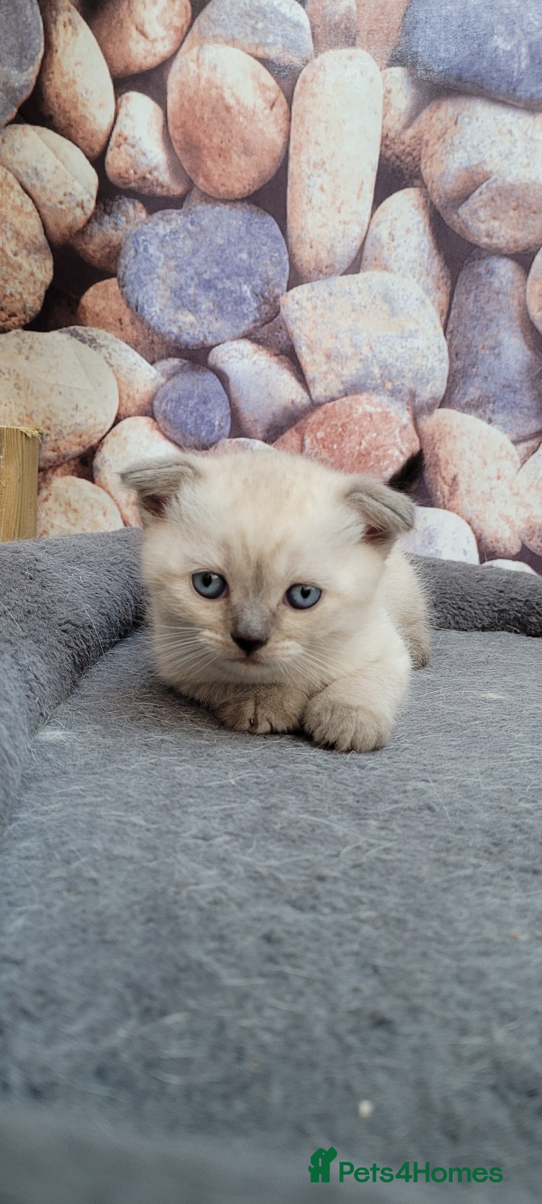 Scottish Fold cats for sale: Scottish fold kittens with blue eyes  - Image 6