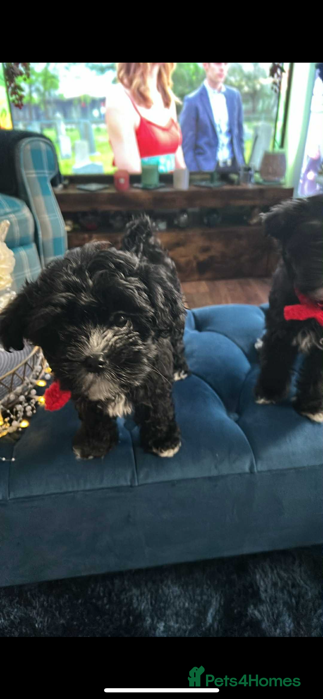 Mixed Breed dogs for sale: Maltese cross Chinese crested puppies for sale - Advert 18