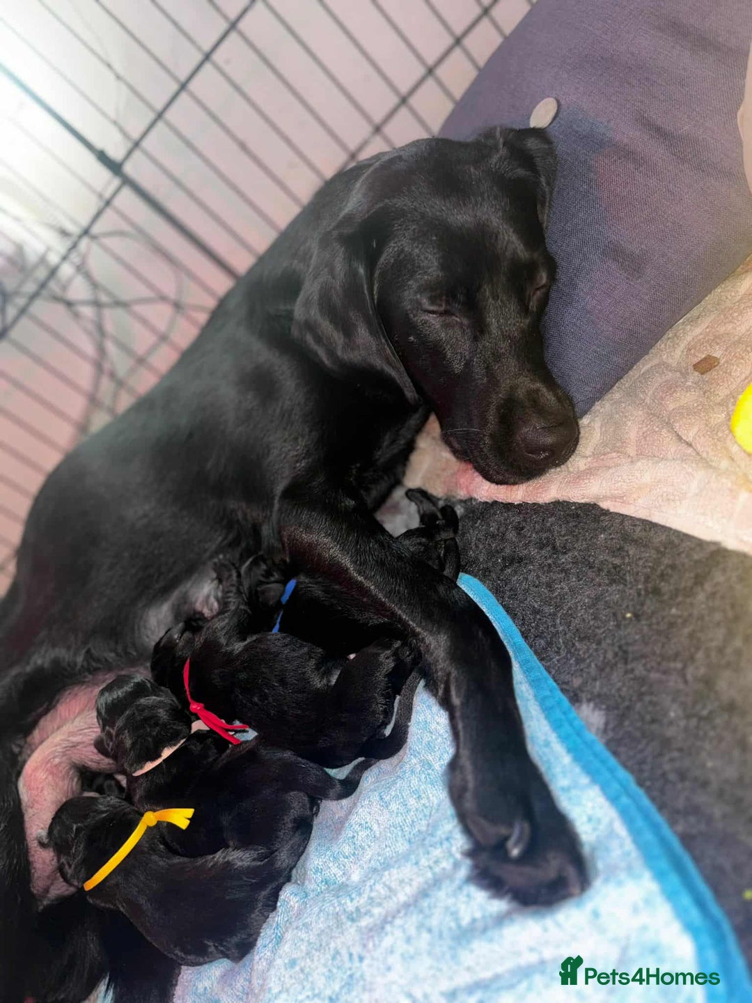 Labrador Retriever dogs for sale: Exception litter of Pedigree working Black Labs - Image 6