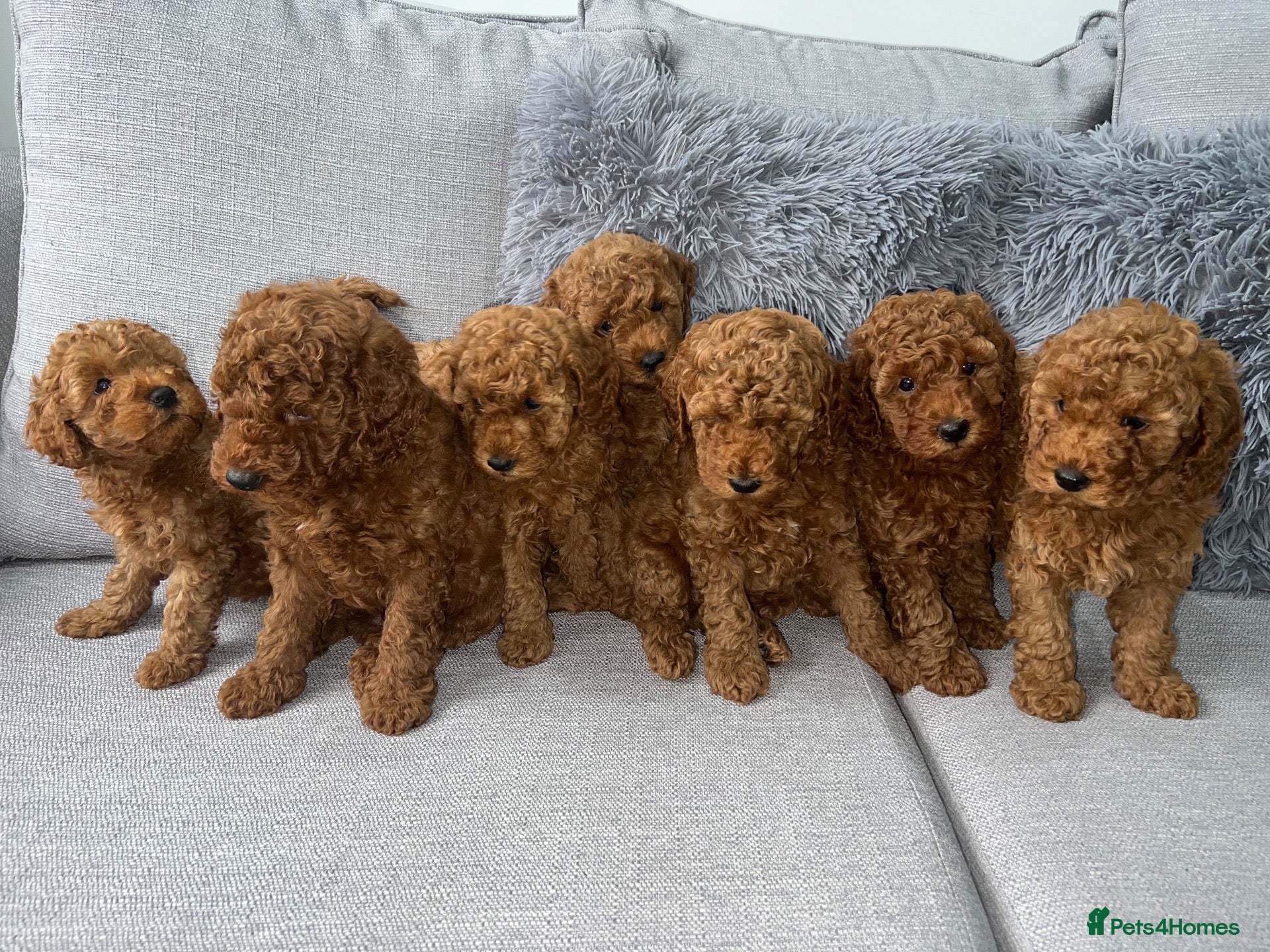 Labradoodle dogs Miniature Labradoodles  - Advert 1