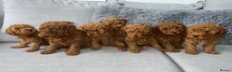Labradoodle dogs for sale: Miniature Labradoodles  - Advert 3